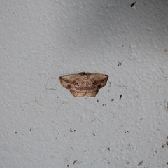 Eusarca concomitaria