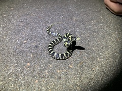 Rhinocheilus lecontei