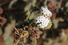 Heliotropium asperrimum