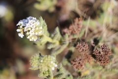 Heliotropium asperrimum