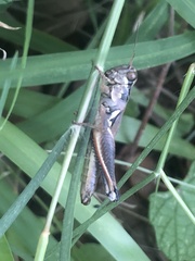 Paroxya atlantica