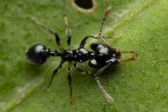Orectognathus phyllobates