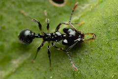 Orectognathus phyllobates
