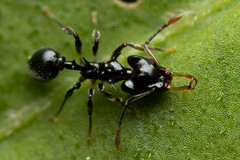 Orectognathus phyllobates
