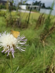 Atalopedes campestris