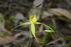 Caladenia xanthochila