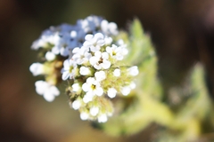 Heliotropium asperrimum