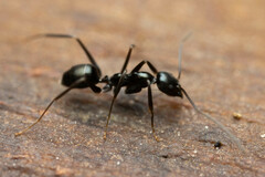 Leptomyrmex burwelli