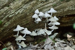 Tetrapyrgos nigripes