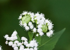 Schizomyia eupatoriflorae