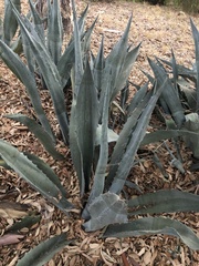 Agave americana