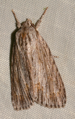 Acronicta lithospila