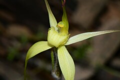 Caladenia xanthochila