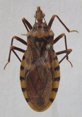 Panstrongylus geniculatus