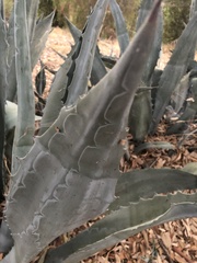 Agave americana