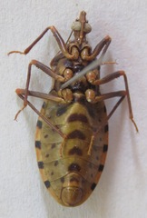 Panstrongylus geniculatus