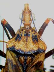 Panstrongylus geniculatus
