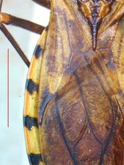 Panstrongylus geniculatus