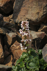 Boykinia richardsonii