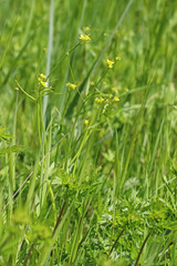 Ranunculus uncinatus