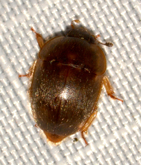 Amphicrossus ciliatus
