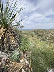 Abutilon abutiloides