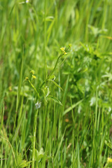 Ranunculus uncinatus
