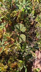 Rubus chamaemorus