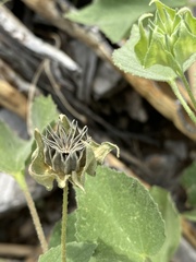 Abutilon abutiloides