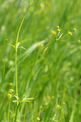 Ranunculus uncinatus