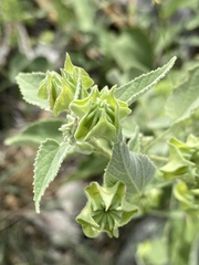 Abutilon abutiloides