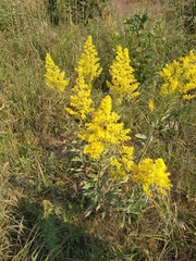 Solidago speciosa