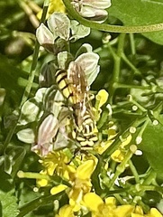 Philanthus multimaculatus