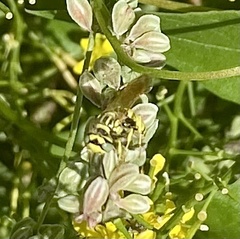 Philanthus multimaculatus