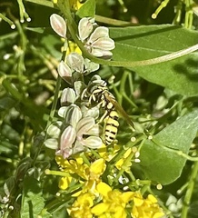 Philanthus multimaculatus