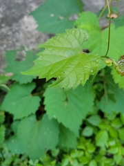 Vitis riparia