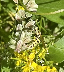 Philanthus multimaculatus