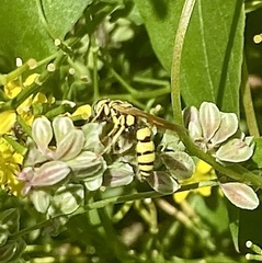 Philanthus multimaculatus