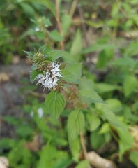 Mentha arvensis