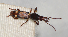 Arrhenodes minutus