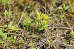 Rorippa curvisiliqua