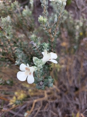 Pityrodia hemigenioides