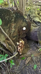 Pleurotus pulmonarius