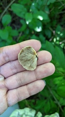 Pleurotus pulmonarius