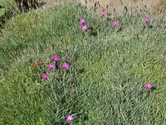 Dianthus gratianopolitanus