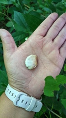 Pleurotus pulmonarius