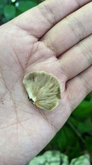 Pleurotus pulmonarius
