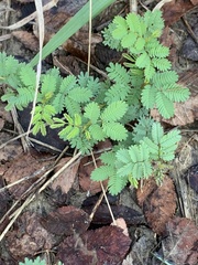 Desmanthus leptolobus