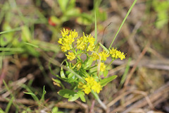 Rorippa curvisiliqua