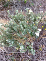 Pityrodia hemigenioides